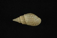 藏品(瘤蜷)的圖片